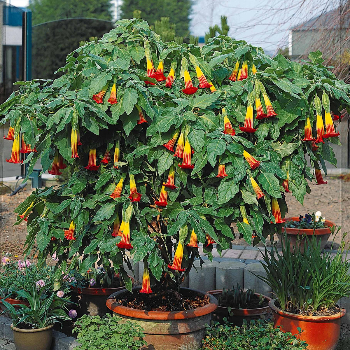 Engelentropmpet - rood + goud - Brugmansia - Willemse