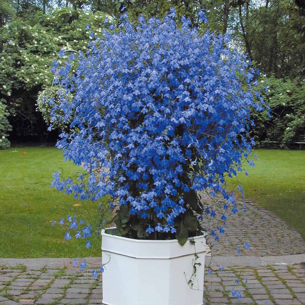 Lobelia 'Erinus' (x3) - Lobelia erinus Azuro - Willemse