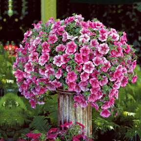 Hangpetunia - roze (x3) - Willemse