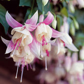 Fuchsia 'Annabel' - winterhard (x3) - Fuchsia annabel - Willemse
