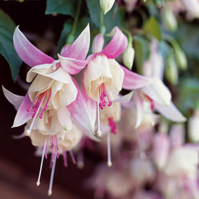 Fuchsia 'Annabel' - winterhard (x3) - Fuchsia annabel - Willemse