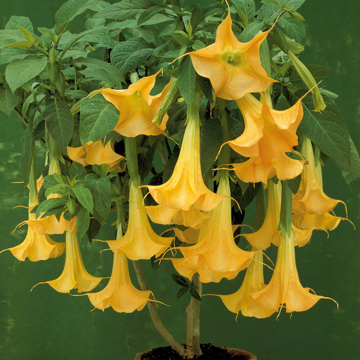 Engelentrompet - geel - Brugmansia - Willemse