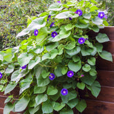 Klimmende winde 'Grandiflora' - Willemse