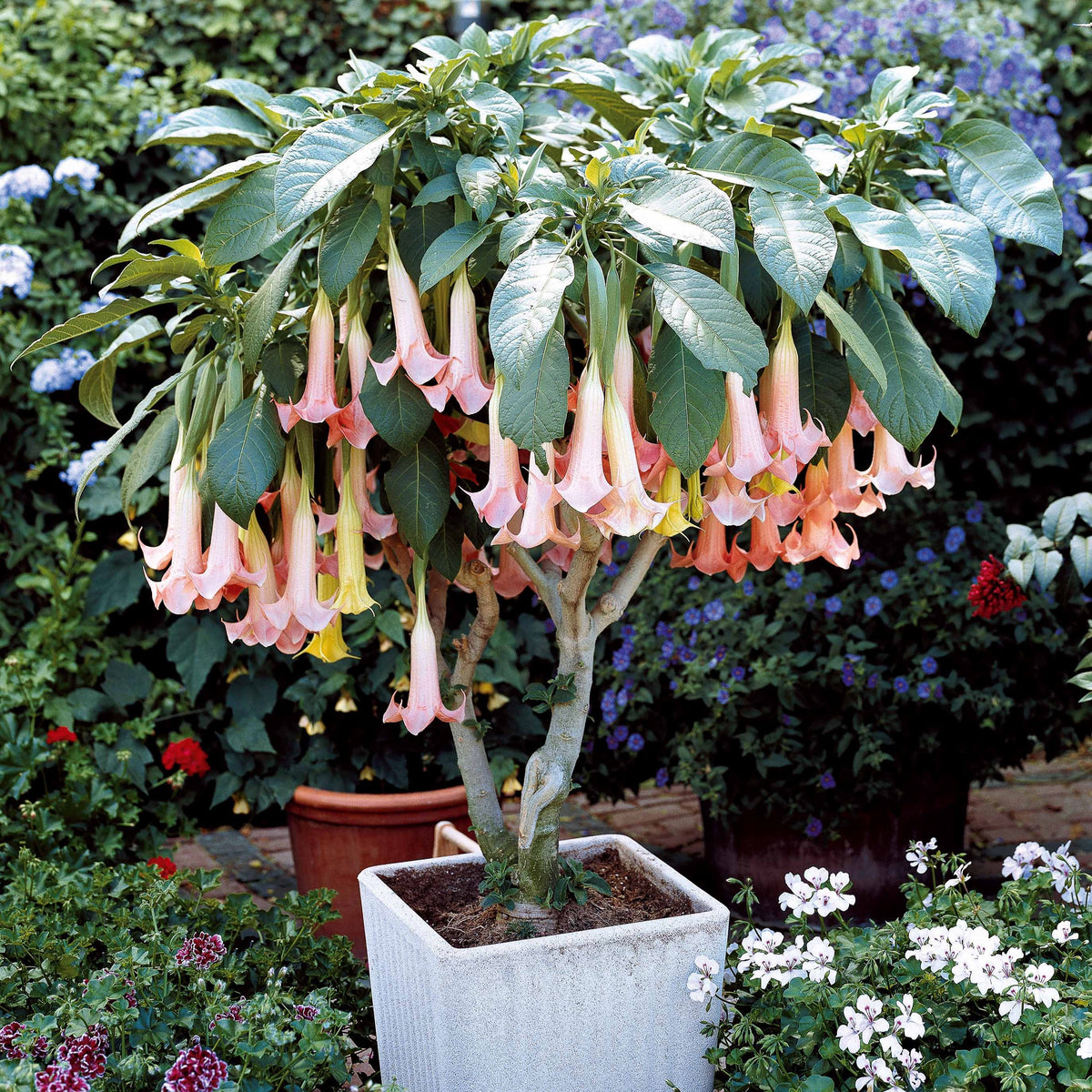 Engelentrompet 'Exotic Pink' - Brugmansia Exotic Pink - Willemse