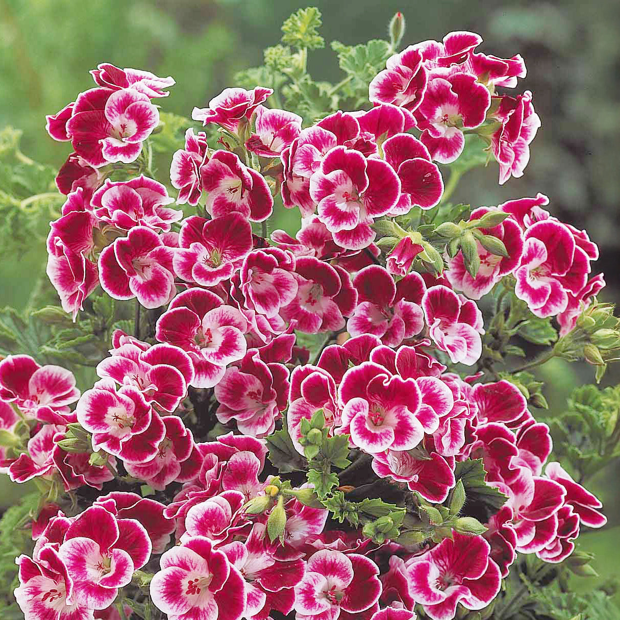 Geranium 'Pansy' (x3) - Pelargonium pansy - Willemse