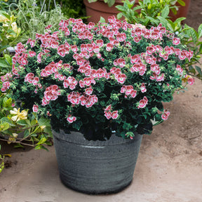 Geranium - Pelargonium - Geranium 'Pansy' (x3) - Pelargonium pansy