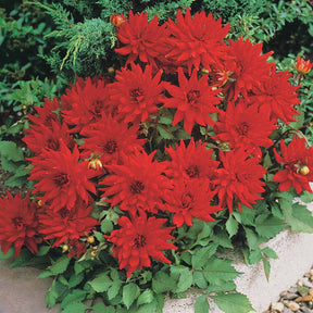 Dahlia  - Dahlia 'Red Pigmy' (x3) - Dahlia Red Pigmy