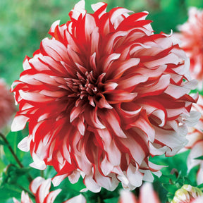 Dahlia 'Santa Claus' (x3) - Dahlia santa claus - Willemse