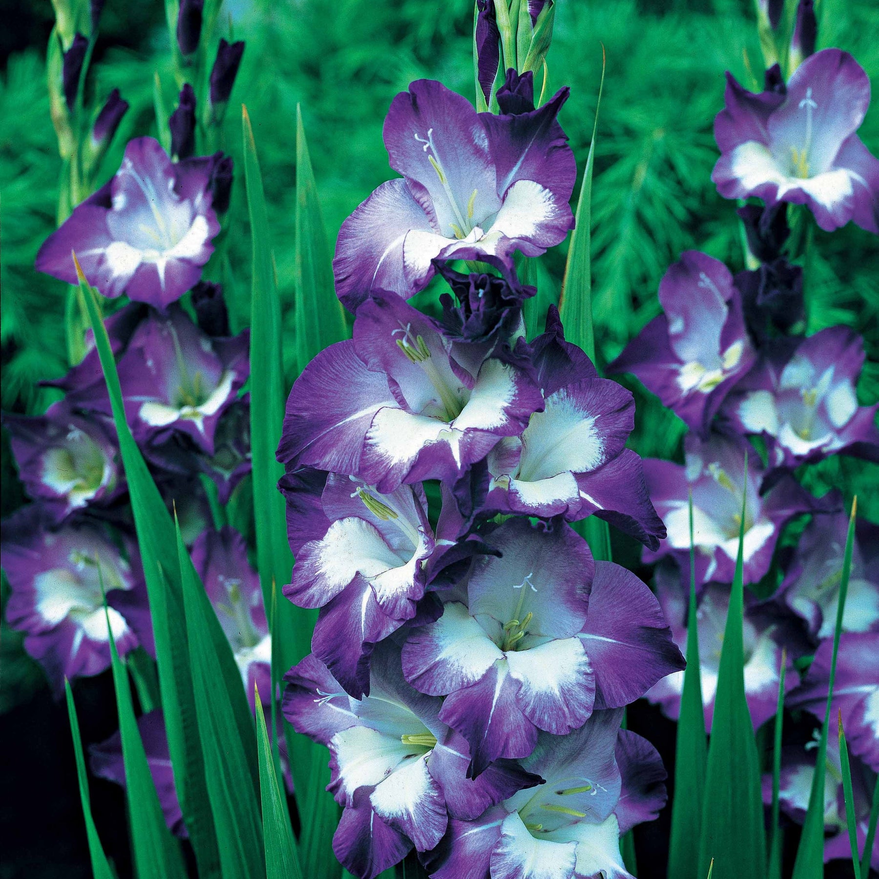 Gladiool 'Nori' (x25) - Willemse