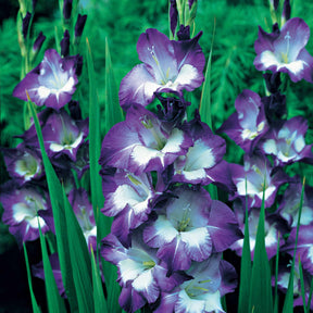 Gladiool 'Nori' (x25) - Willemse