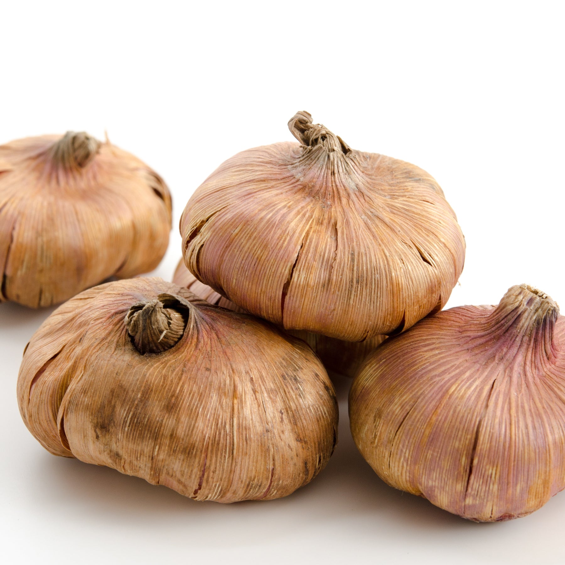 Verkoop Gladiool Dingadong (x25) - Gladiolus Dingadong