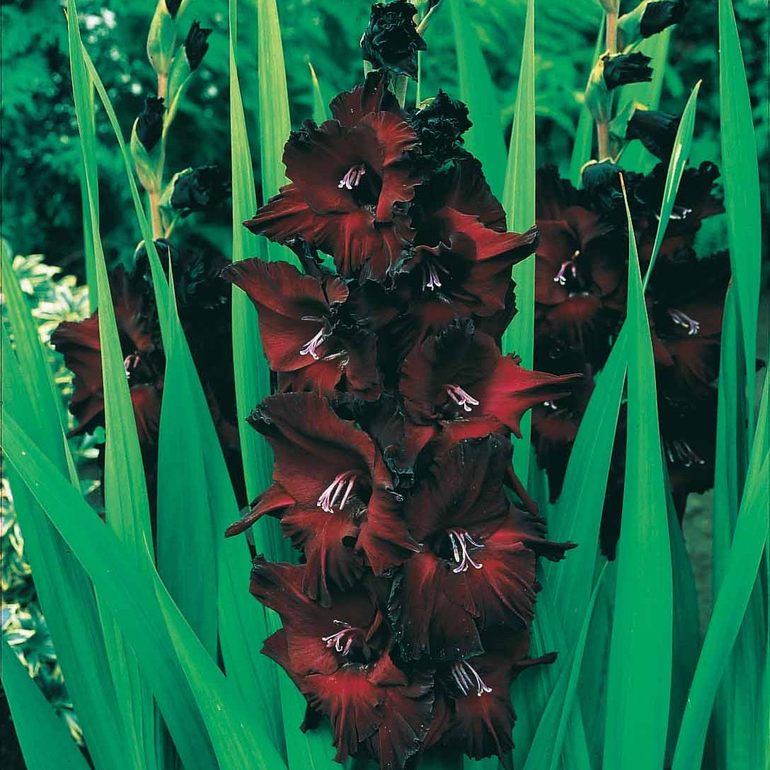 Gladiolen - Gladiool Black Surprise (x25) - Gladiolus Black Surprise