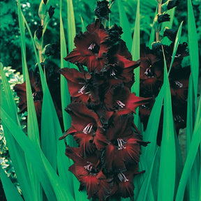 Gladiolen - Gladiool Black Surprise (x25) - Gladiolus Black Surprise