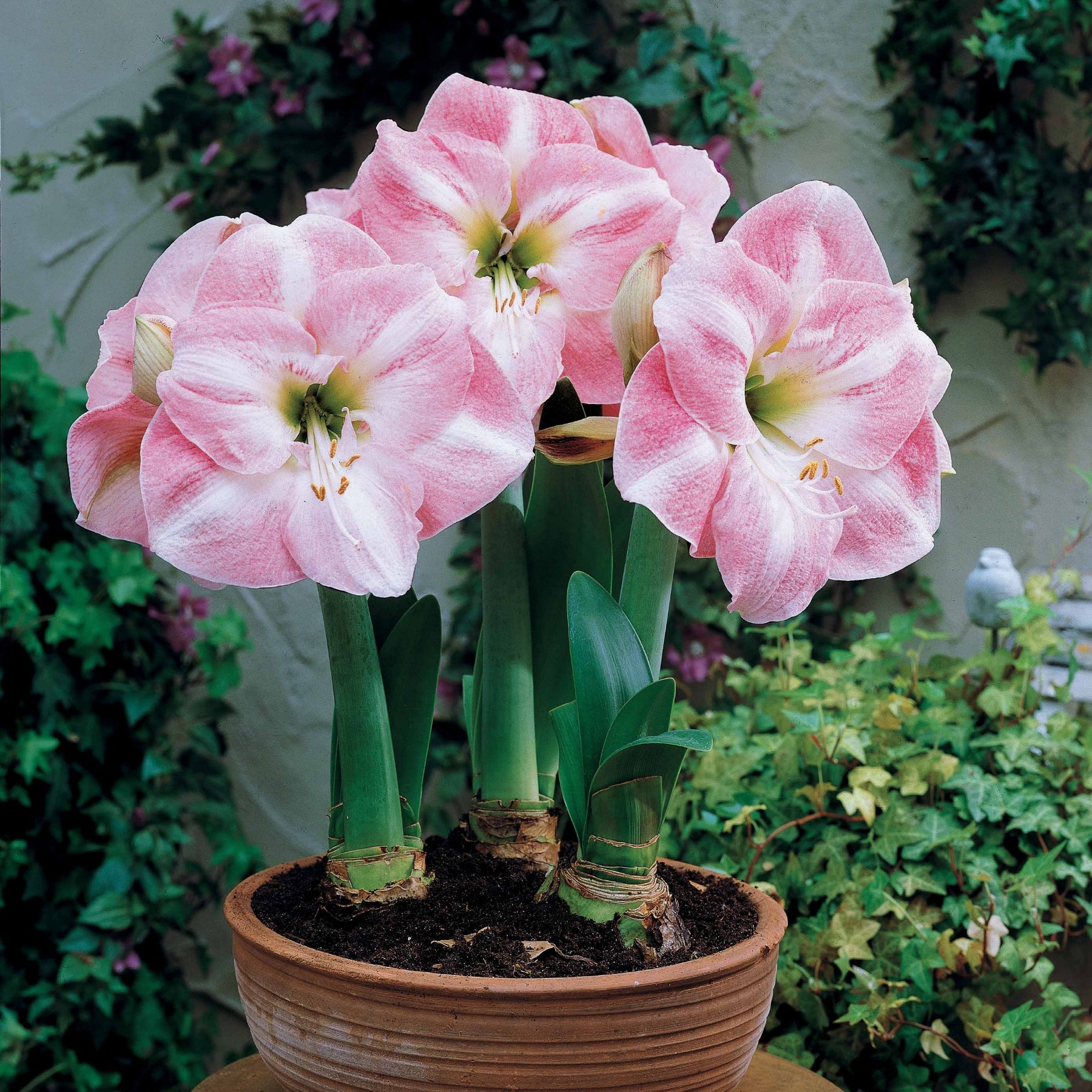 Amaryllis 'Angelique' - Willemse