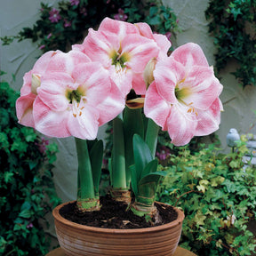 Amaryllis 'Angelique' - Willemse