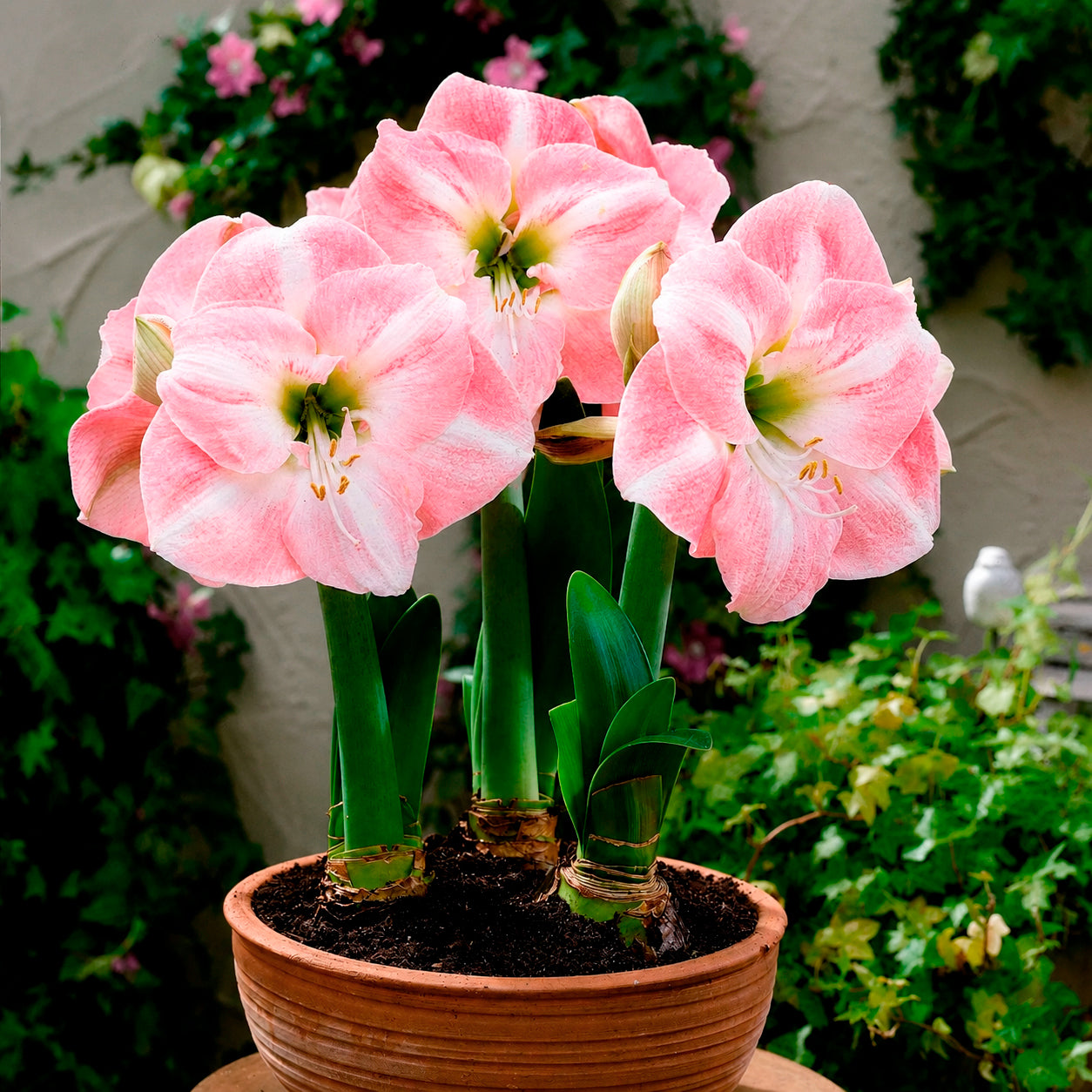 Amaryllis 'Angelique' - Amaryllis angelique - Willemse