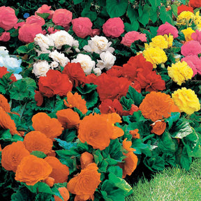 Begonia Mix 'Non Stop' - geel/rood/roze/wit (x16) - Begonia multiflora non stop - Willemse