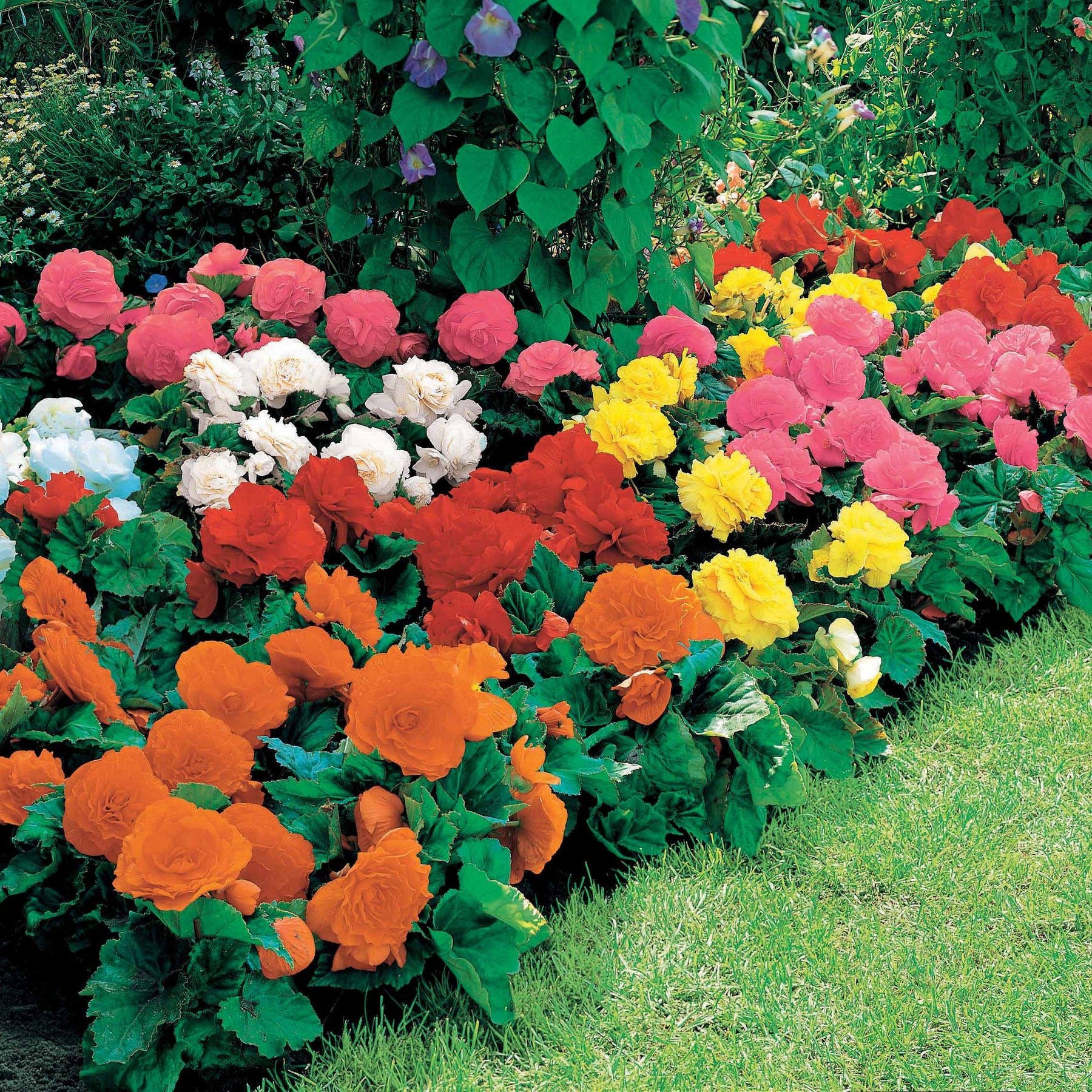 Begonia multiflora non stop - Begonia Mix 'Non Stop' - geel/rood/roze/wit (x16) - Begonia
