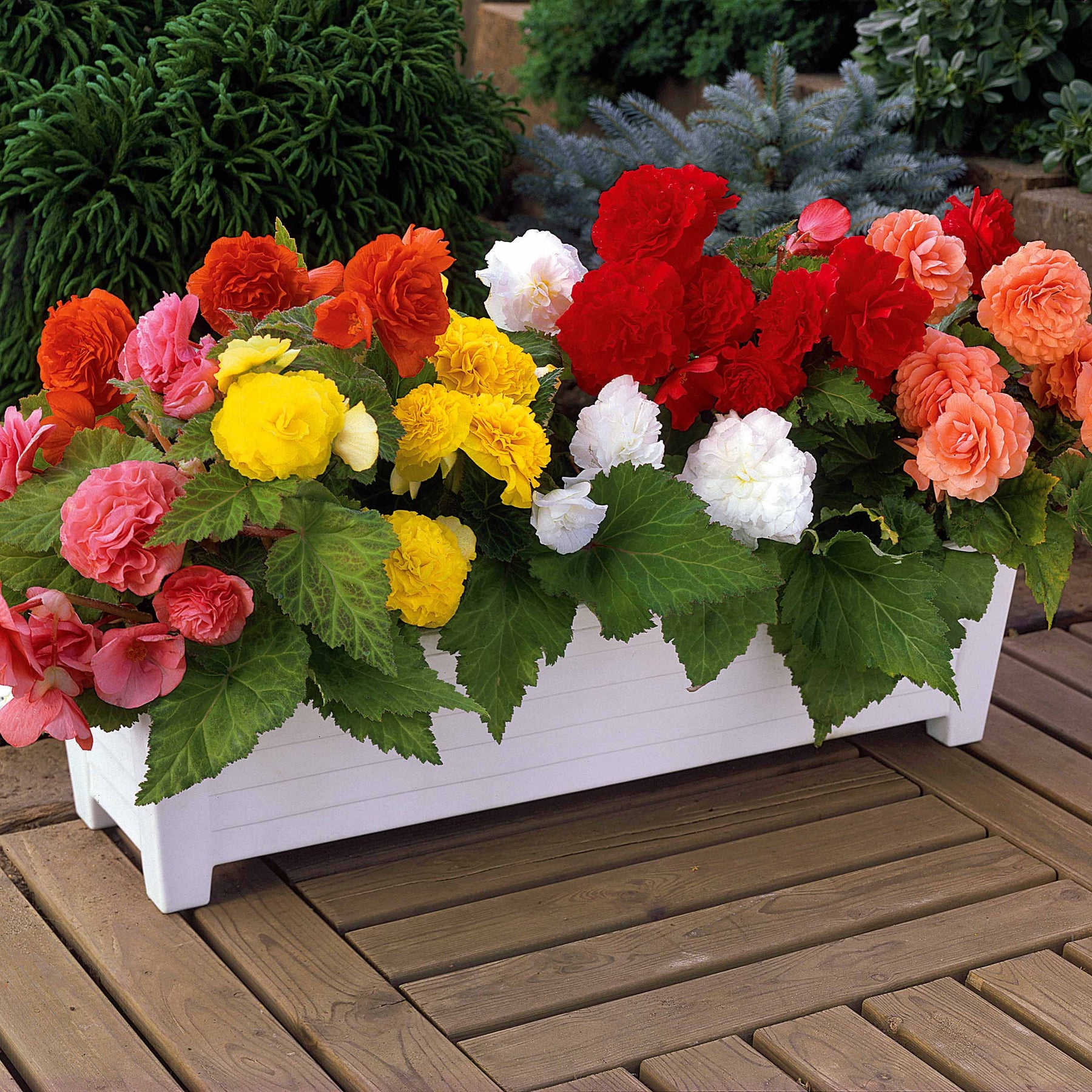 Begonia Mix 'Non Stop' - geel/rood/roze/wit (x16) - Willemse