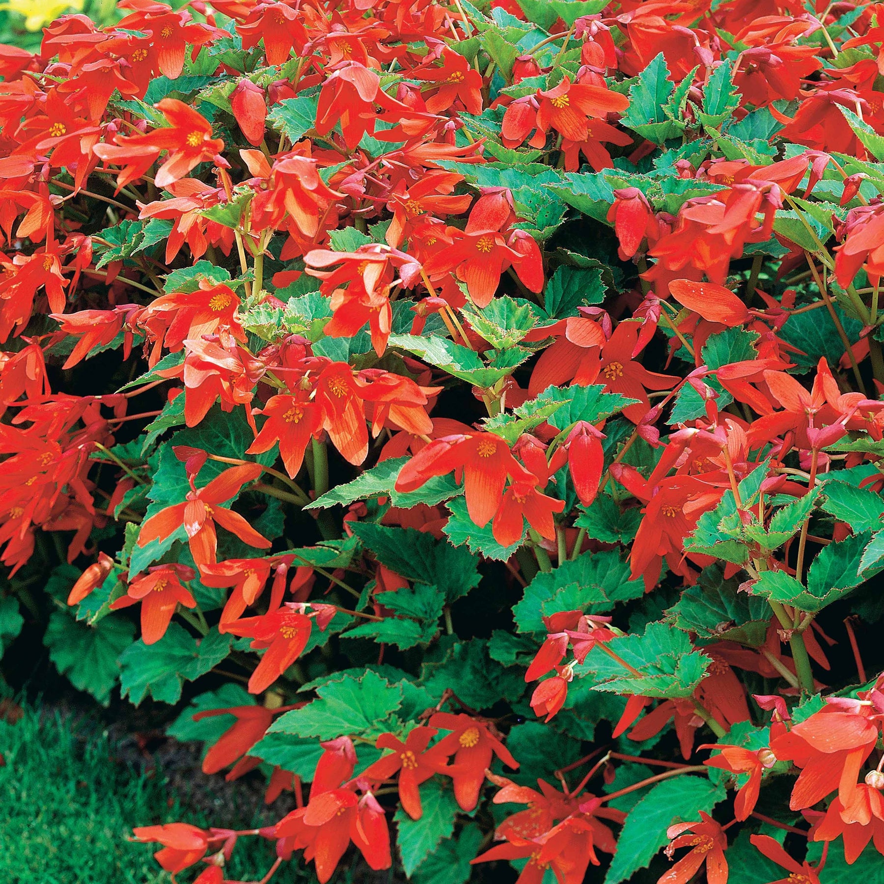 Knolbegonia 'Tanaïs (x2) - Begonia bertinii tanaïs - Willemse