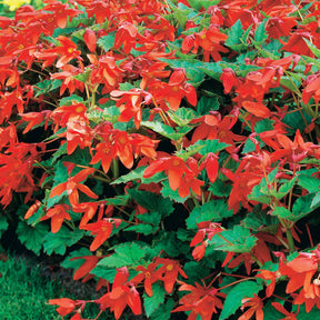 Knolbegonia 'Tanaïs (x2) - Begonia bertinii tanaïs - Willemse