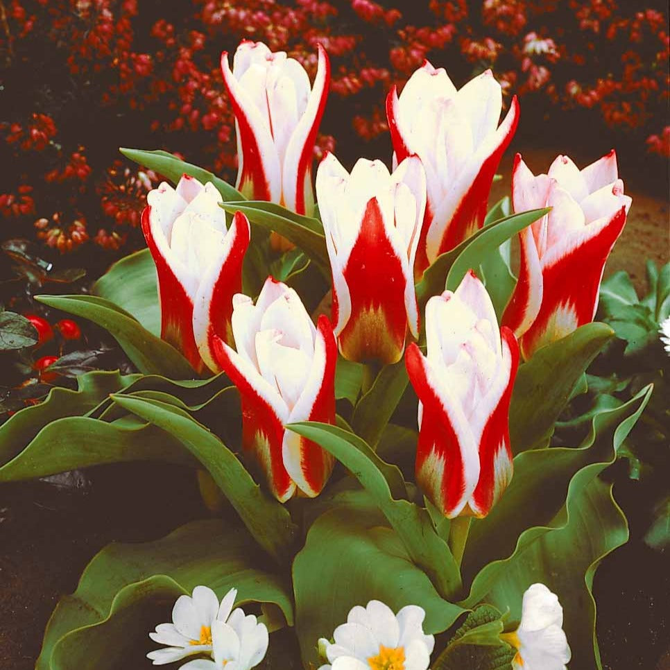 Tulpen The First - Tulipa The First - Willemse