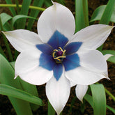 Botanische tulp 'Alba Coerulea Oculata' (x4) - Willemse