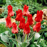 Tulipa greigii chaperon rouge - Tulpen Roodkapje (x10) - Tulpen