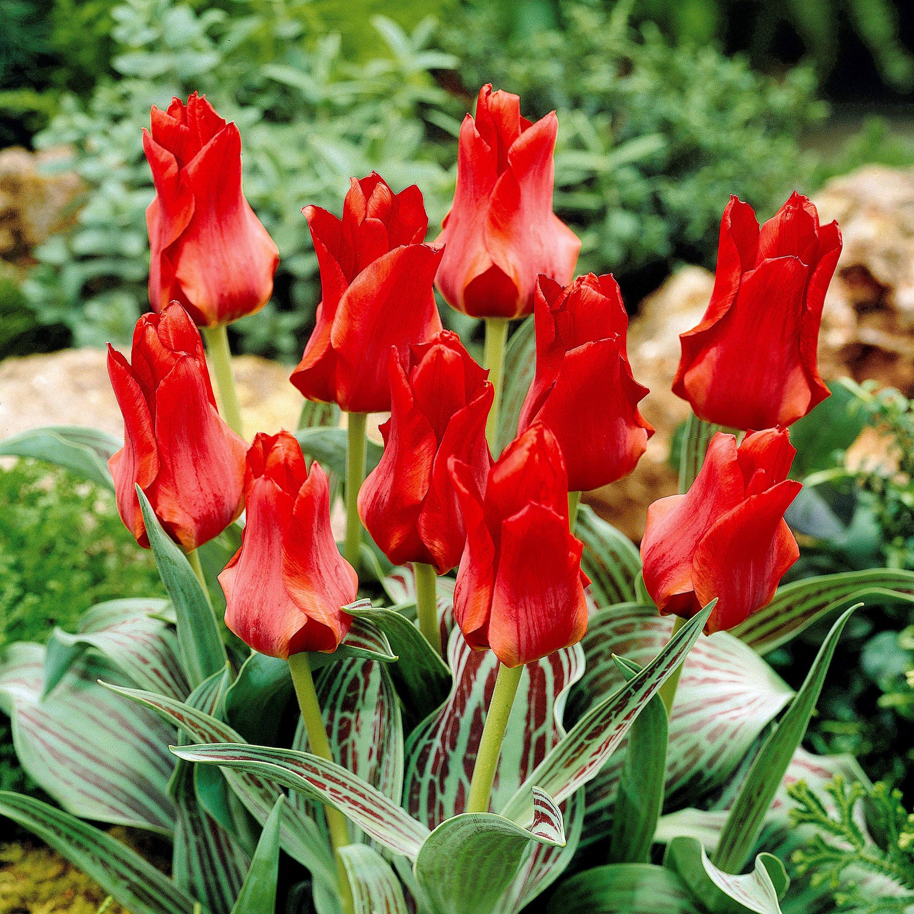 Tulipa greigii chaperon rouge - Tulpen Roodkapje (x10) - Tulpen