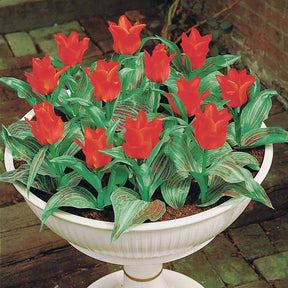 Verkoop Tulpen Roodkapje (x10) - Tulipa greigii chaperon rouge