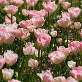 Tulipa angélique - Dubbelbloemige tulp 'Angélique' (x10) - Tulpen