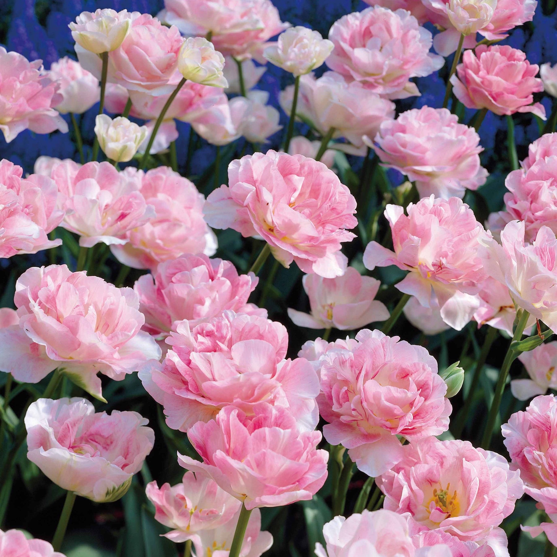 Verkoop Dubbelbloemige tulp 'Angélique' (x10) - Tulipa angélique