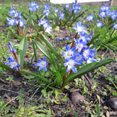 Sneeuwroem - Sneeuwroem 'Blue Giant' (x10) - Chionodoxa forbesii blue giant