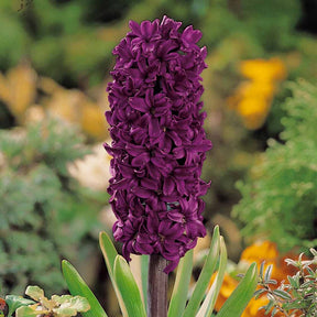 Hyacinthen 'Woodstock' (x6) - Hyacinthus orientalis woodstock - Willemse