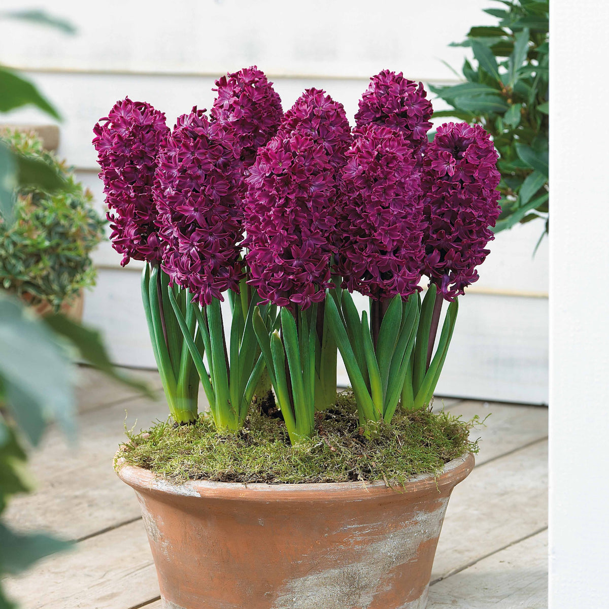 Hyacinthen 'Woodstock' (x6) - Willemse