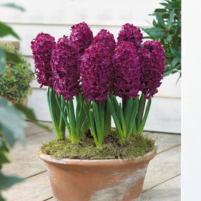 Hyacinthen 'Woodstock' (x6) - Willemse