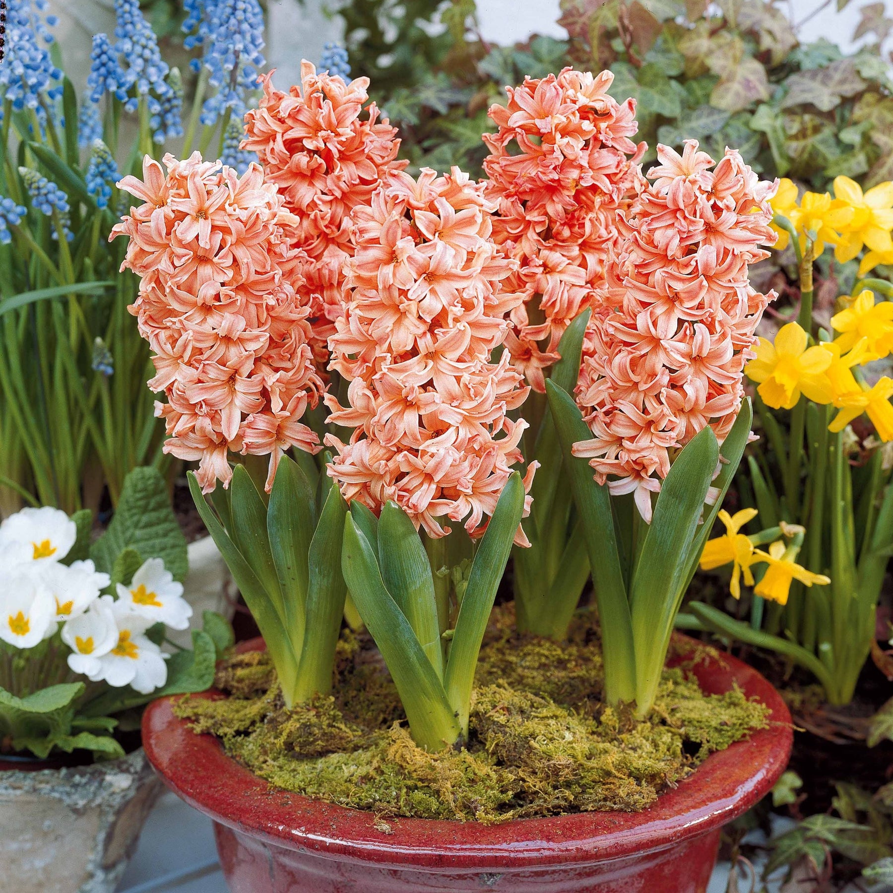 Hyacinthus orientalis gipsy queen - Hyacinthen 'Gipsy Queen' (x6) - Hyacint