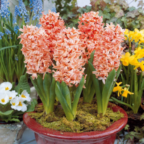 Hyacinthus orientalis gipsy queen - Hyacinthen 'Gipsy Queen' (x6) - Hyacint