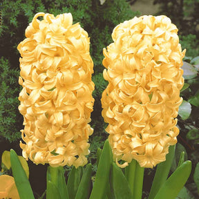 Hyacintus orientalis city of haarlem - Hyacinthen 'City of Haarlem' (x6) - Hyacint