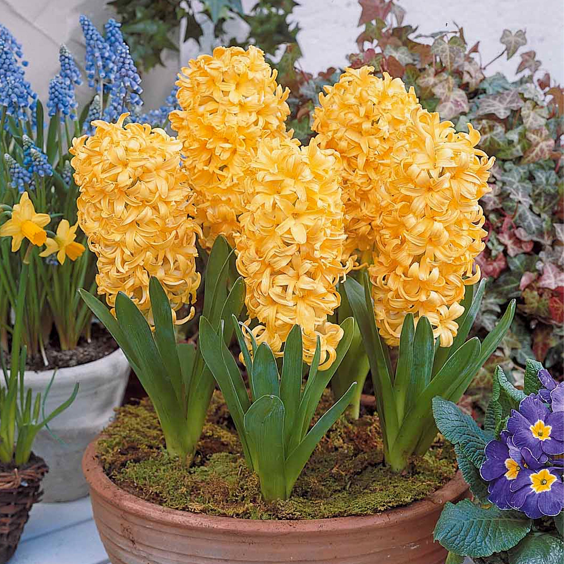 Hyacinthen 'City of Haarlem' (x6) - Hyacintus orientalis city of haarlem - Willemse