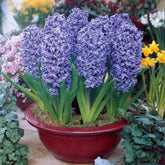 Hyacinthen 'Ostara' (x6) - Willemse