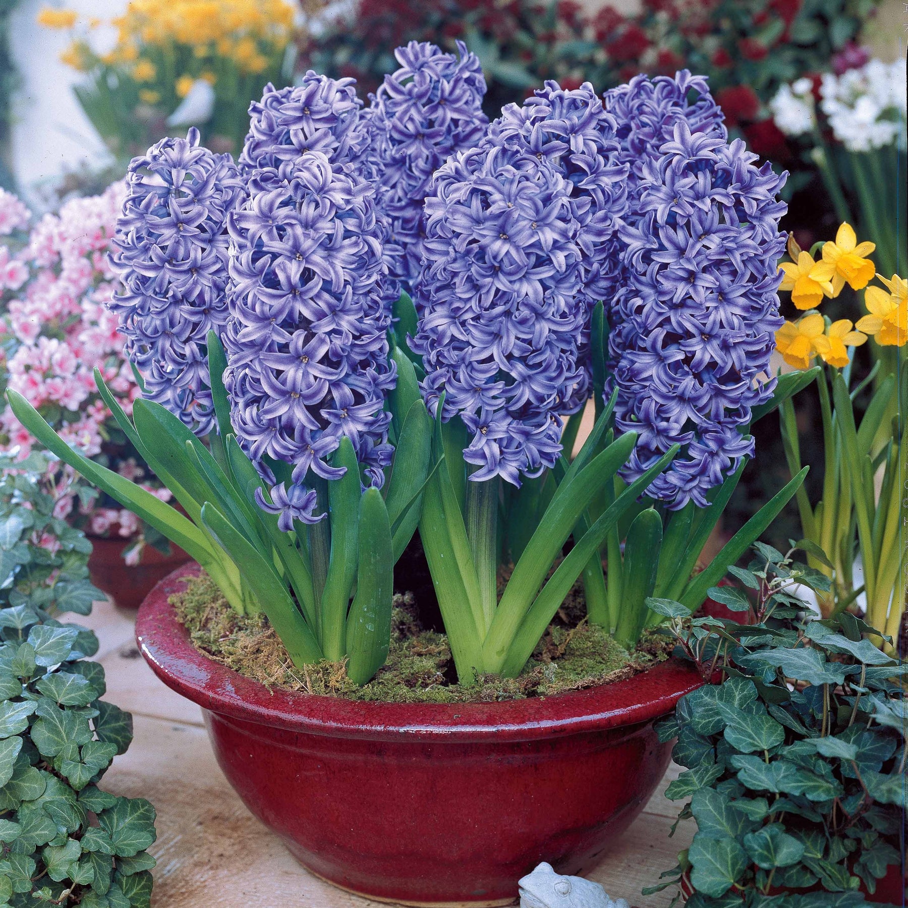 Hyacinthen 'Ostara' (x6) - Willemse