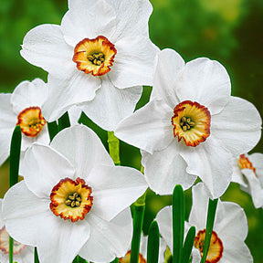 Narcissen poeticus 'Actea' (x10) - Willemse