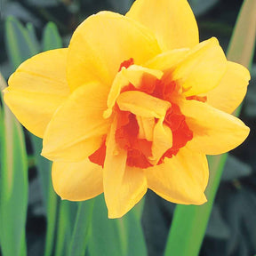 Dubbele Narcissen 'Tahiti' (x10) - Narcissus tahiti - Bloembollen