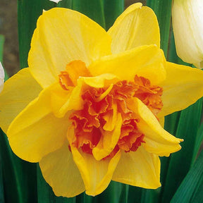 Dubbele Narcissen 'Tahiti' (x10) - Narcissen - Willemse