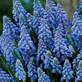 Verkoop Blauwe druifjes (x10) - Muscari armeniacum