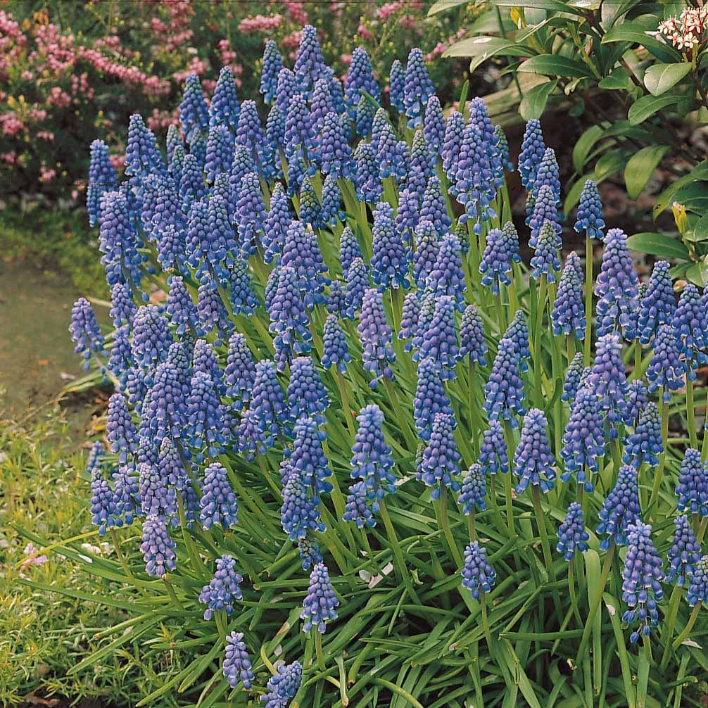 Blauwe druifjes - Blauwe druifjes (x10) - Muscari armeniacum