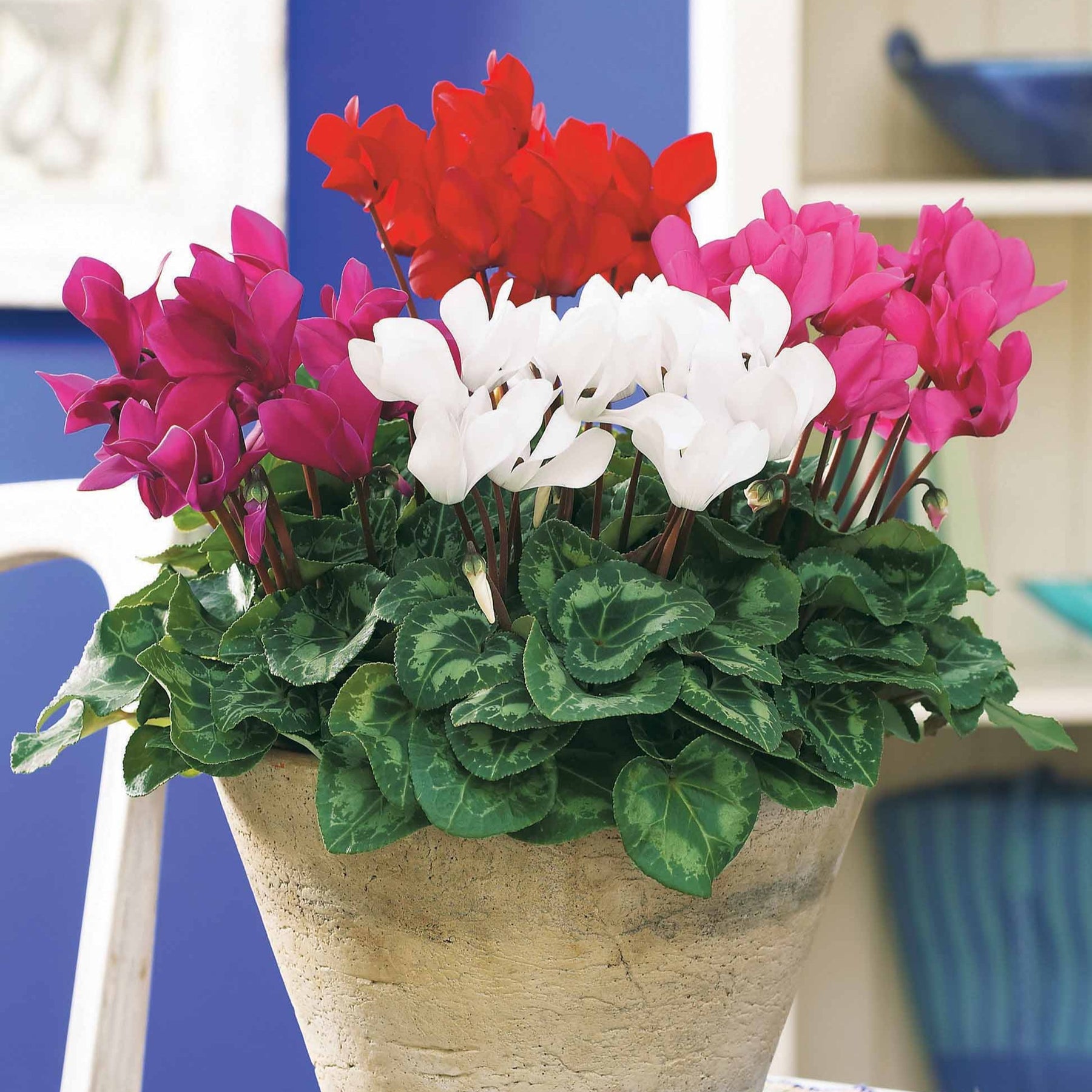 Super serie mini-cyclamen (x3) - Cyclamen super série - Willemse