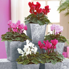 Super serie mini-cyclamen (x3) - Willemse