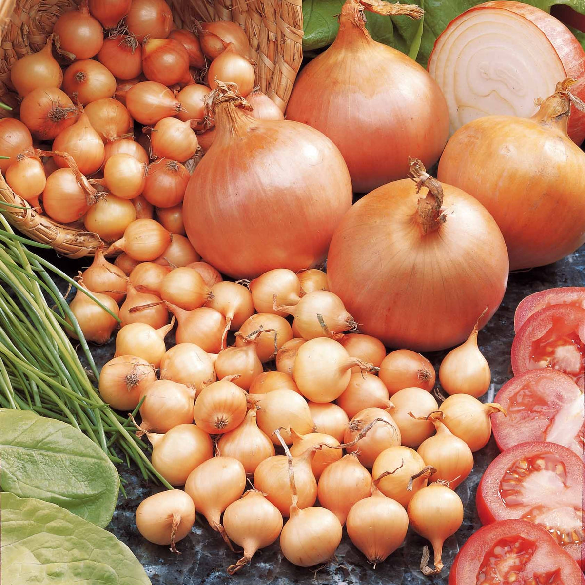 Ui 'Centurion F1' - Allium cepa centurion f1 - Willemse